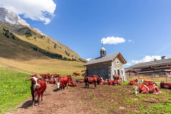 Krávy Průsmyku Col Des Aravis Poblíž Cluzaz Haute Savoie Francie — Stock fotografie