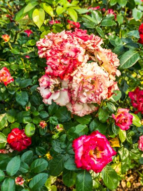 Tacoma, Washington 'da bir demet parlak gül çiçeği..