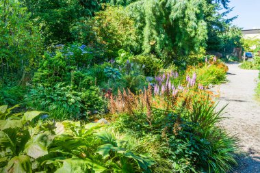 Seatac, Washington 'da bir bahçede çiçekler. Yazın.