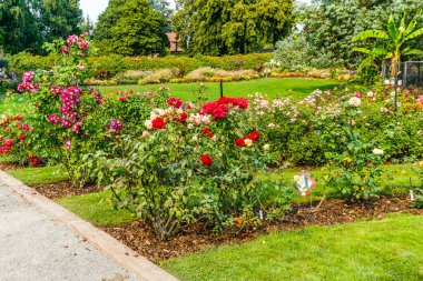 Tacoma, Washington 'daki Point Defiance Park' ta gül sıraları..