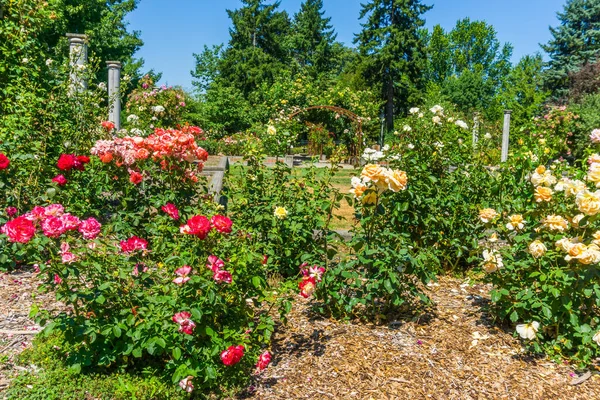 Jardín Rosas Seatac Washington Verano —  Fotos de Stock