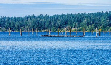 Olympia Washington yakınlarındaki Woodard Körfezi 'ndeki eski kazıklar..