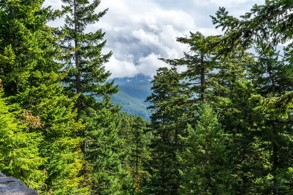 Árvore Cresce Uma Encosta Íngreme Hurricane Ridge Estado Washington — Fotografia de Stock