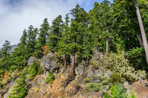 Tree grow on a steep slope at Hurricane Ridge in Washington State.