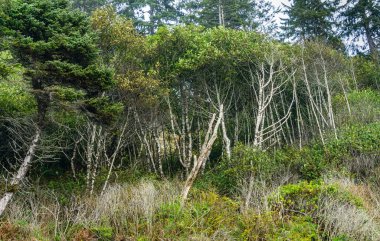 Washington 'daki Ruby Sahili' nde rüzgarlı ağaçlar.