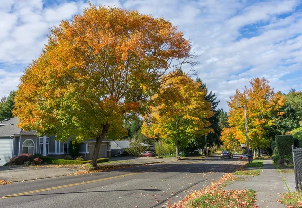 Herbstfarben Von Bäumen Die Eine Straße Burien Washington Säumen — Stockfoto