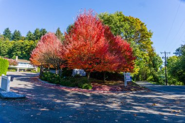 Burien, Washington 'da bir cadde boyunca uzanan ağaçların sonbahar renkleri.