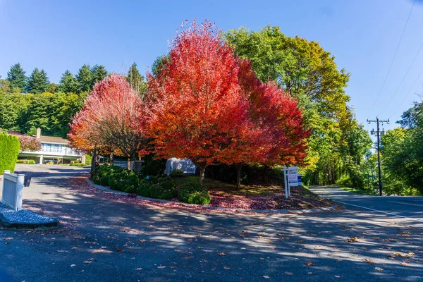 华盛顿州布瑞恩市街道两旁树木的秋天色彩 — 图库照片