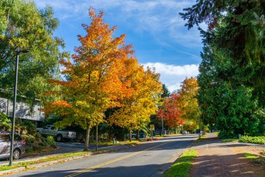 Burien, Washington 'daki Seahurst Park yakınlarında sonbahar renkleri.