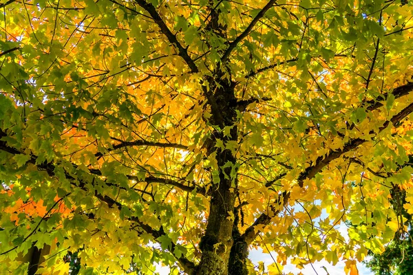 Luz Sol Através Folhas Outono Coloridas Burien Washington — Fotografia de Stock