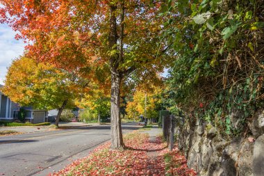 Burien, Washington 'da bir cadde boyunca uzanan ağaçların sonbahar renkleri.