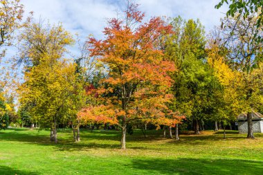 Seattle, Washiington 'daki Beer Sheva Park' taki ağaçların sonbahar renkleri.