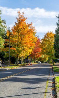 Burien, Washington 'daki Seahurst Park yakınlarında sonbahar renkleri.