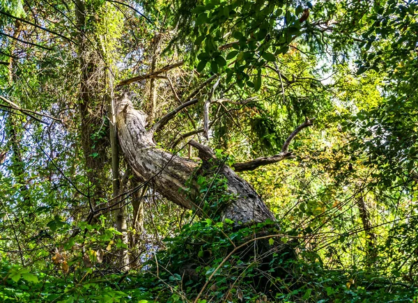 Ett Fallen Träd Skogen Normandie Park Washington — Stockfoto