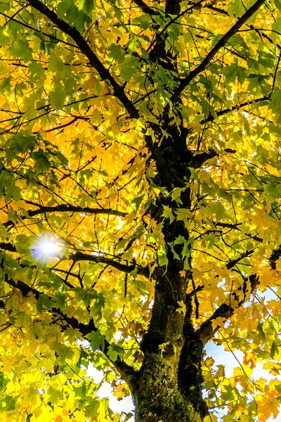 Sonnenschein Durch Bunte Herbstblätter Burien Washington — Stockfoto