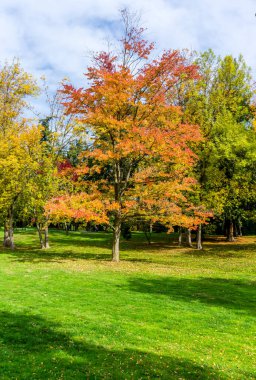 Seattle, Washiington 'daki Beer Sheva Park' taki ağaçların sonbahar renkleri.