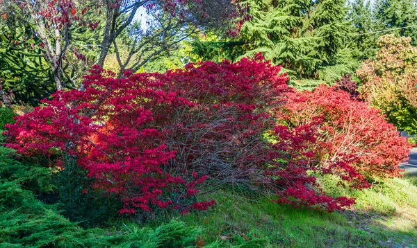 Ein Knäuel Mit Roten Blättern Burien Washington Herbst — Stockfoto