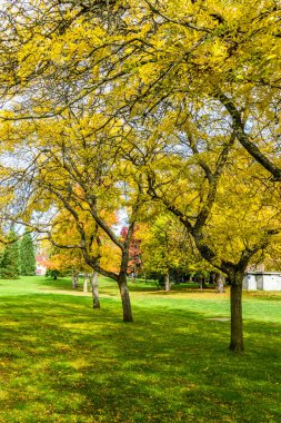 Seattle, Washiington 'daki Beer Sheva Park' taki ağaçların sonbahar renkleri.