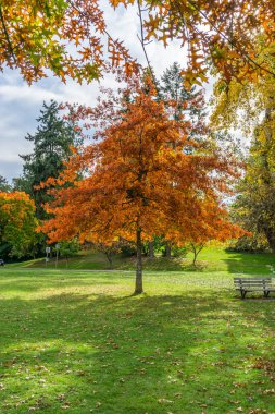 Muhteşem kuş, Seattle 'daki Washington Gölü kıyısındaki bir ağaçta yaprak bırakıyor..