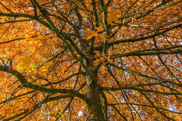 Goldene Orangefarbene Blätter Hängen Zweigen Seattle Washington — Stockfoto