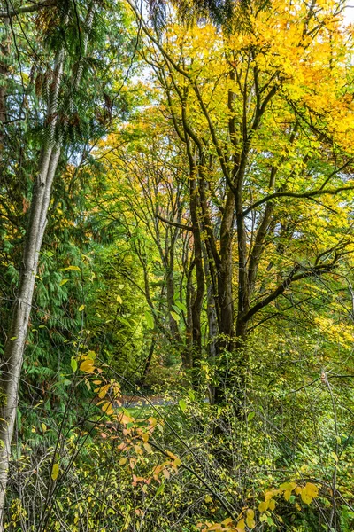 Zdjęcie Jesiennych Drzew Washington Park Arboretum — Zdjęcie stockowe