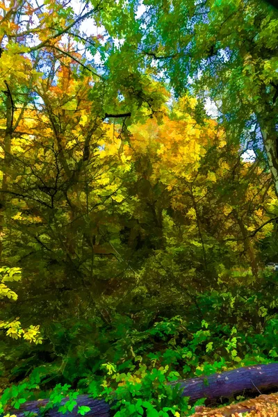 Ilustracja Jesiennych Drzew Washington Park Arboretum — Zdjęcie stockowe