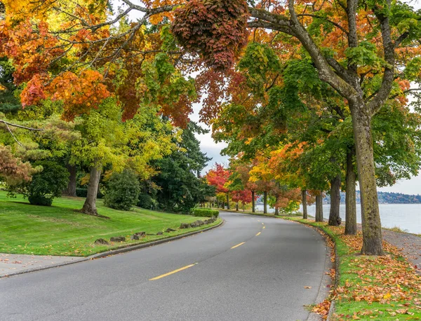 Seattle 'daki Washington Gölü kıyısında çok renkli sonbahar ağaçları..