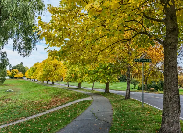 Una Fila Alberi Autunnali Sulla Riva Del Lago Washington Seattle — Foto Stock