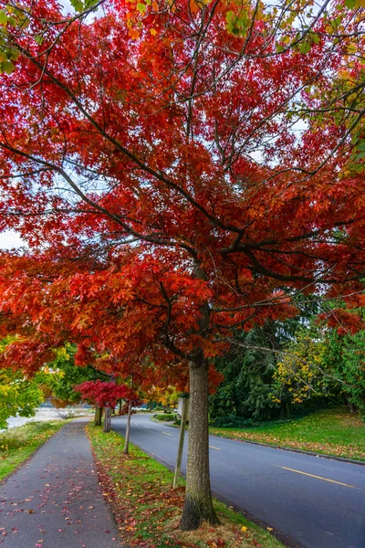 Herbstrotes Laub Seattle Washington — Stockfoto