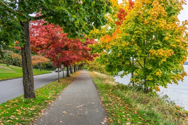 シアトルのワシントン湖の岸に沿って非常にカラフルな秋の木 — ストック写真