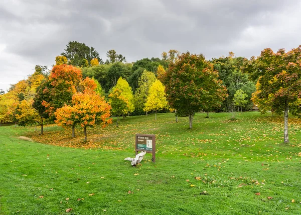 Árvores Outono Coloridas Parque West Seattle — Fotografia de Stock