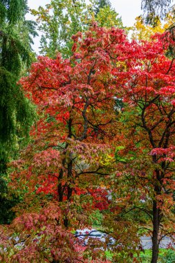 Seattle, Washington 'daki Washington Park botanik bahçesi boyunca yapraklar döküldü..