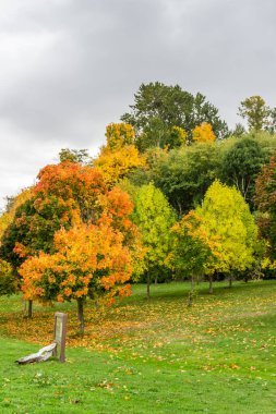 Batı Seattle parkında renkli sonbahar ağaçları.