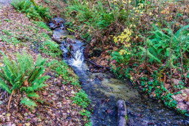 Burine, Wa 'da küçük bir dere..