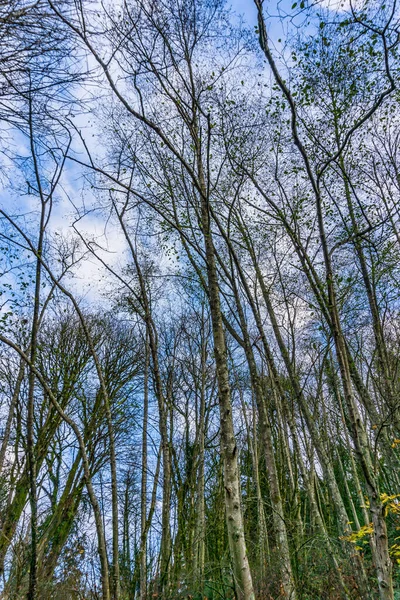 Trees Silhouette Sky — Fotografia de Stock