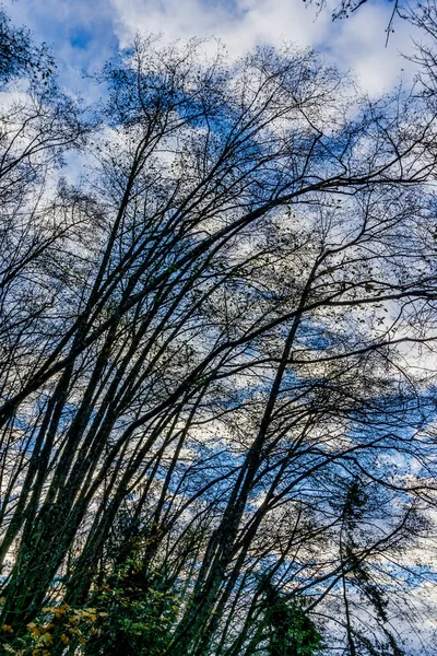 Bäume Der Silhouette Mit Dem Himmel Dahinter — Stockfoto