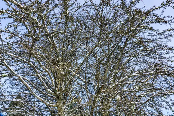 Sneeuw Bedekt Kale Bomen Burien Washington — Stockfoto