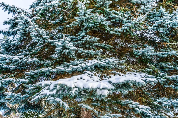 Śnieg Pokrywa Gałęzie Wiecznie Zielonego Drzewa Burien Waszyngton — Zdjęcie stockowe