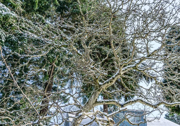 Snow Covers Bare Trees Burien Washington — стокове фото