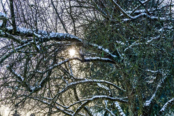 Widok Frontowego Podwórka Gołe Drzewo Pokryte Śniegiem Burien Waszyngton — Zdjęcie stockowe