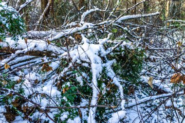 Burien, Washington 'daki karışık dallarda kar sahası.