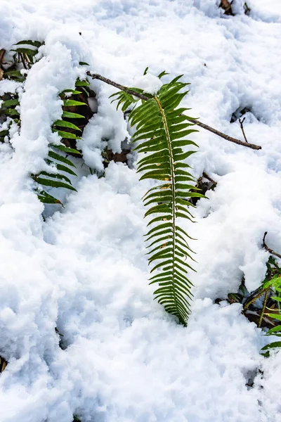 Snow Covers Green Fern Close Shot — стоковое фото