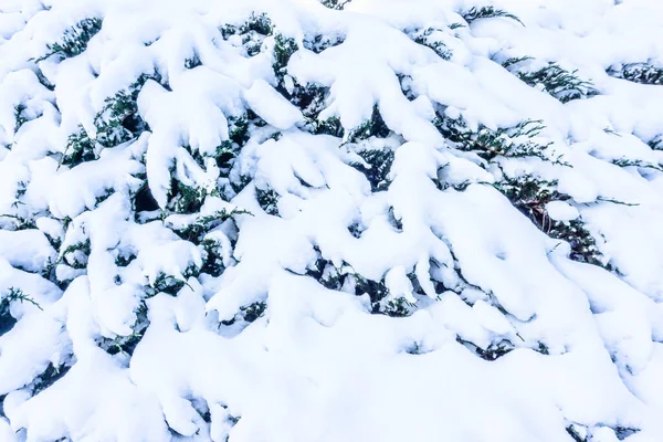Śnieg Trzyma Się Krzaków Burien Waszyngton — Zdjęcie stockowe