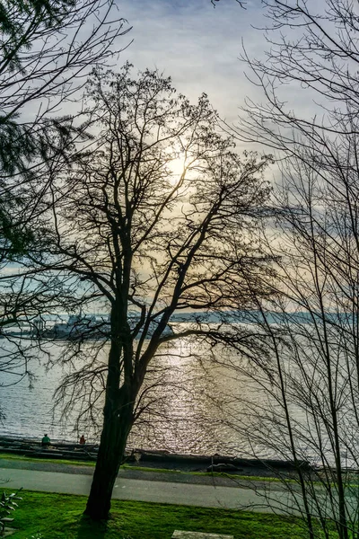 Bare Trees Line Shore Lincoln Park West Seattle Washington — Stock Photo, Image