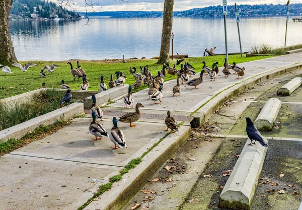 Alimentación Aves Seward Park Seattle Washington — Foto de Stock