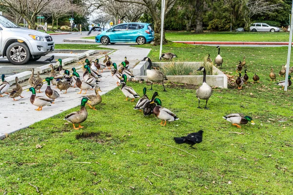 Bird Sbeing Fed Seward Park Seattle Washington — Stock Photo, Image