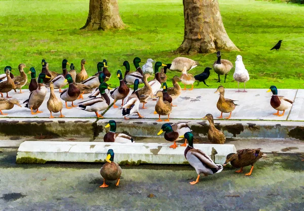 Bird Sbeing Fed Seward Park Seattle Washington — Fotografia de Stock