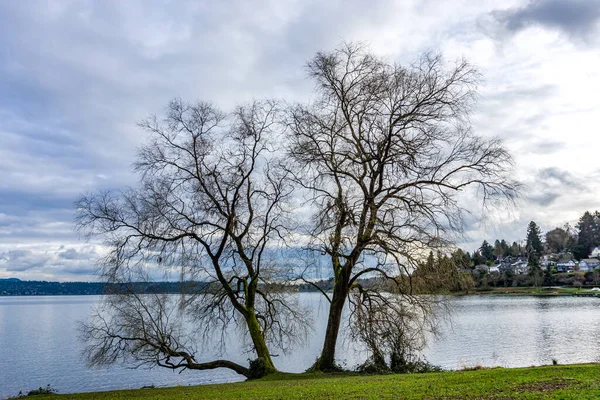 Ένα Γυμνό Δέντρο Κατά Μήκος Της Ακτής Της Λίμνης Ουάσιγκτον — Φωτογραφία Αρχείου