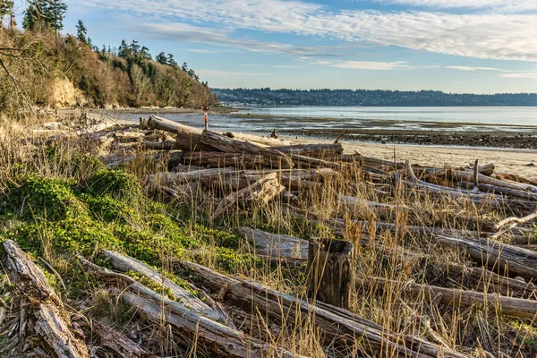 Kustlijn Bij Saltwater State Park Des Moines Washington — Stockfoto