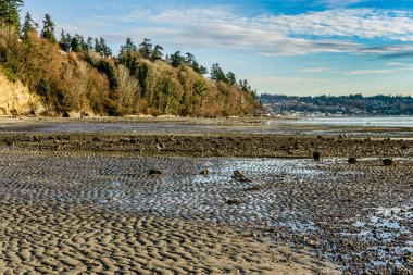 Washington, Des Moines 'teki Saltwater State Park' ın kıyı şeridi..